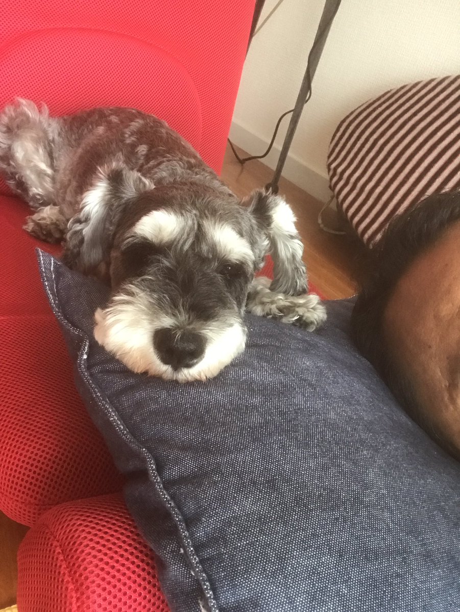 texture_hiro's tweet image. 鍼治療してもいっこうに良くならない…
立ち上がる時に激痛(//∇//)