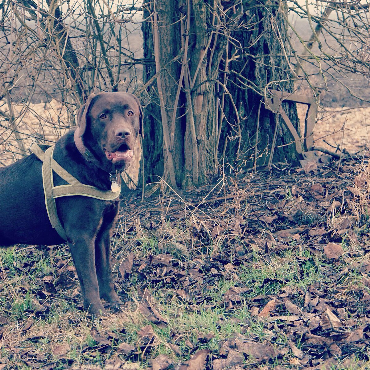 I am ready for an adventure!

#dog #dogs