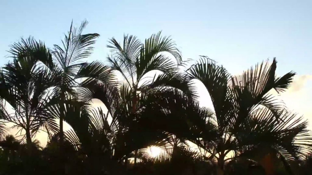 EmpireOfRelax's tweet photo. https://t.co/hKDLjxFm83 --> Stream in the Jungle #IRelax for #Relaxation ... #Calm #IRelaxForRelaxation #JungleNoiseComingFromJungle https://t.co/fg2zeEsZfD