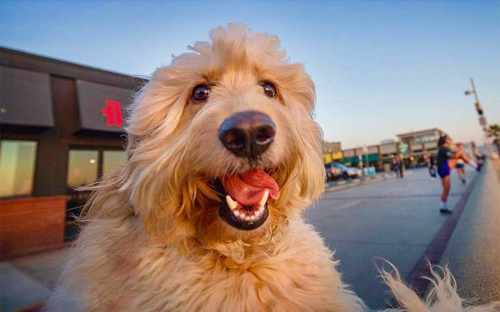 TheSunShield's tweet photo. 🌴It's almost Friday! 🐶So we're hitting the boardwalk and spreading the ☀️ #sunshine 📷 @a_evers - 🐶 @pebblesthedood… https://t.co/ebayeChP63 https://t.co/rvtXsZvAfX