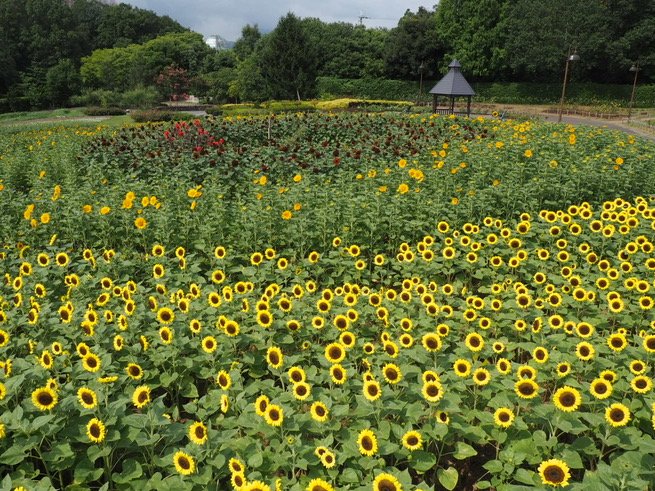 aotamanegi's tweet photo. 馬見丘陵公園「花の道」では赤い向日葵プラドレッドが咲いています。#馬見丘陵公園 #sunflower https://t.co/aXV3AY1MaJ