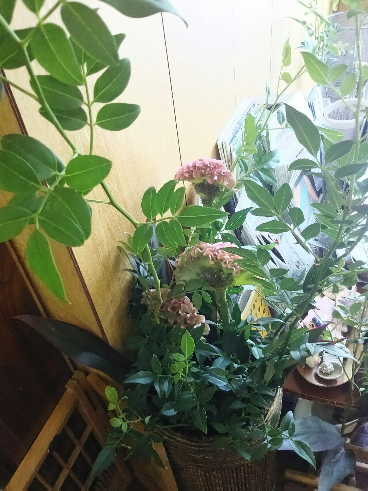 تويتر ねこい 元ギャラリーねこい 7月日亀田イオンカルチャースクールで水彩色鉛筆塗り絵教室をします على تويتر おはようございます 本日は10時開店ですよー只今 飲み物とお花つき道具の用意は不要の生け花体験教室 800円 を行っています 花材はそけい