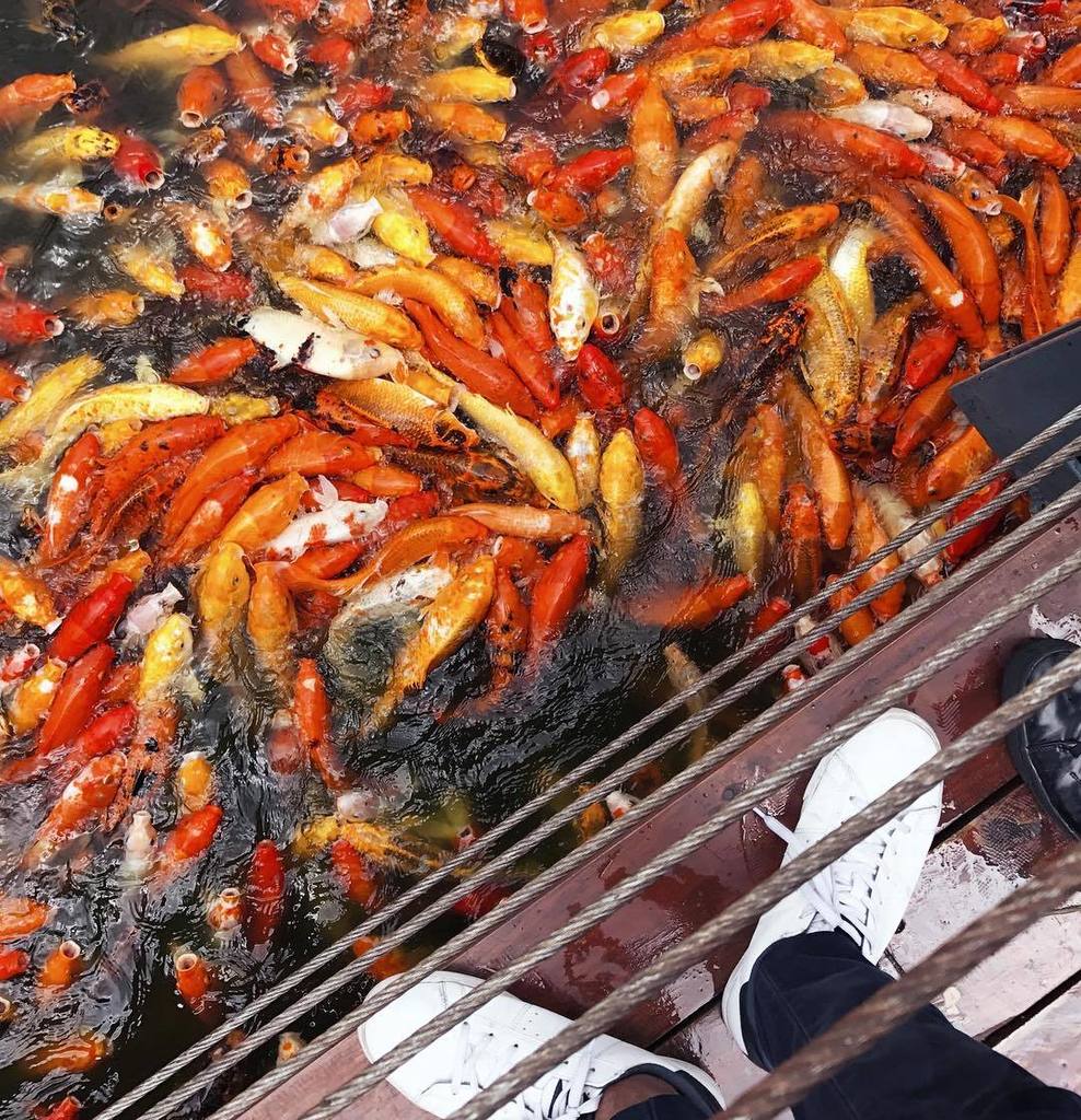 rodmagaru's tweet photo. Drone shot of #Laboracay2017 este Koi fish feeding in Nuvali ๐คฃ๐ฌ๐ . #RodTrips https://t.co/eszccwY3Us https://t.co/1buN8MvKr3