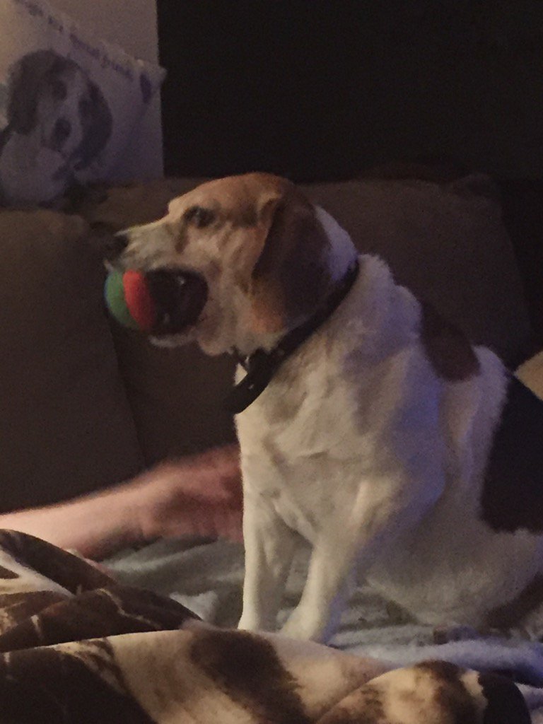 BusterBeagle's tweet photo. Me and my ball. https://t.co/voBbsR8bwg