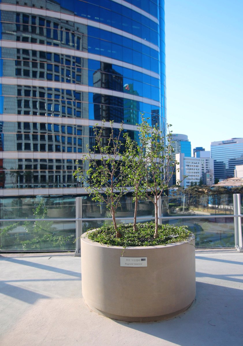 준호숲은 팬들에게 사랑을 주노?😘
목련이올란테, 보화목련, 함박꽃나무 모~두 준호나무!
<a href="/dlwnsghek/">REAL JUNHO LEE</a> #2PM #준호 #이준호 #ジュ #JUNHO #준호나무 #트리플래닛 #treeplanet #서울로7017 #서울로 #seoullo #스타반려나무