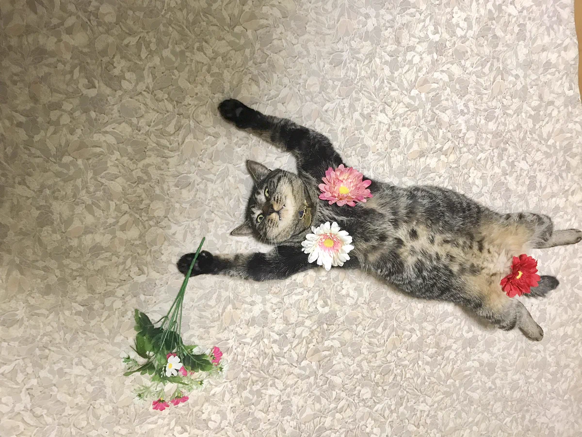 まるでインスタグラマー！美意識が高すぎる猫がかわいすぎるwww