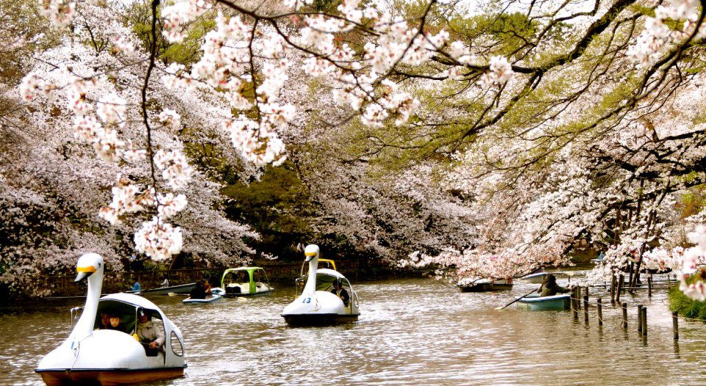 nipponcafe01's tweet photo. 東京都市傳說：井之頭公園天鵝船

存在於東京這個都市的傳說不少，談到和戀人相關的傳說，就是「井之頭公園的天鵝船」以及「東京鐵塔的點燈」了。

據說一起在井之頭公園踩過天鵝船的… https://t.co/zpW75yiOif https://t.co/Is9EUWUsVs