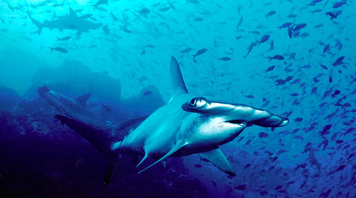 Shark Advocates tweet media