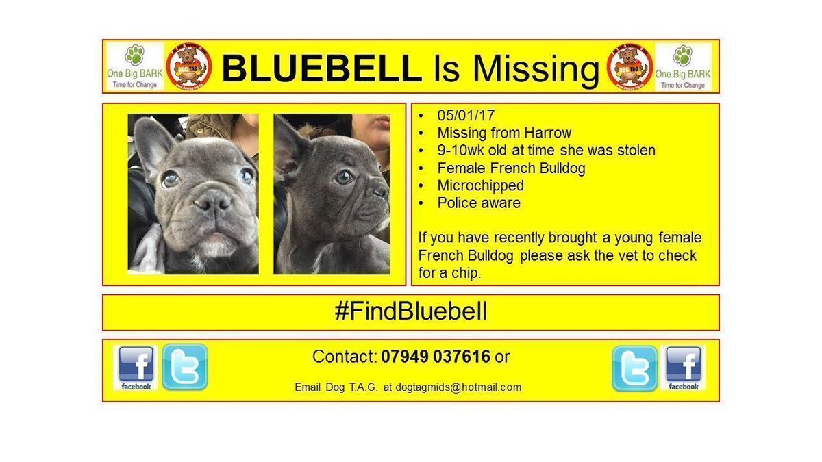chipandscan's tweet photo. #findbluebell #whereareyou #missingdog #lostdogalert #Harrow https://t.co/1XFAlLvxtk