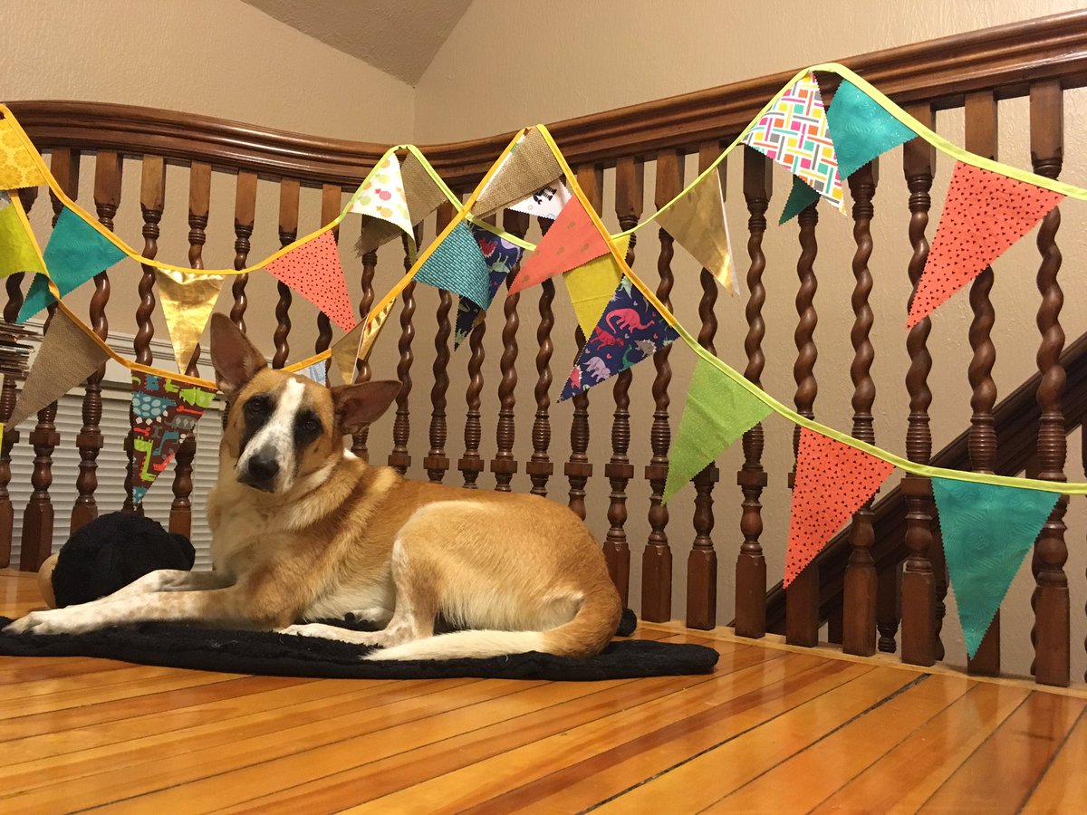 HeartAndLaurels's tweet photo. I am probably wayyyy too pleased w/myself re:how great this shabby-chic #bunting came out but lookit how cute my #doggo is with it! #sewing https://t.co/k8hYluquHW