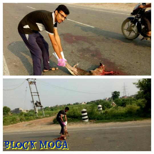 TheWelfareWork's tweet image. गुरू @gurmeetramrahim जी के वचनों अनुसार
मानवता भलाई के कार्य को गति देते हुए मोगा ब्लॉक में मरे हुए कुत्ते को सड़क से उठाते हुए सेवादार