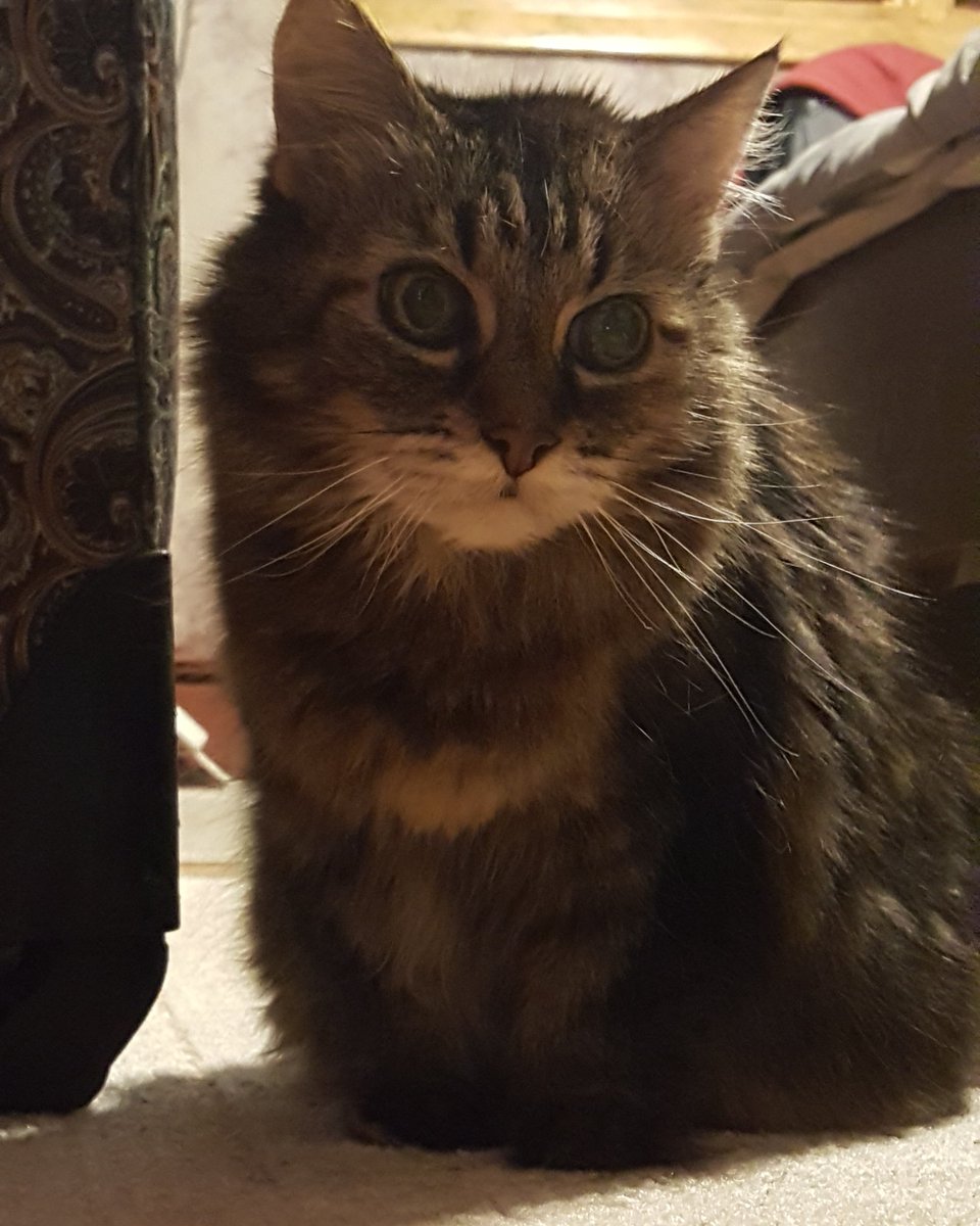 ConnorMunger's tweet photo. So sad that my cat of 16 years died today #RIPCallie https://t.co/dJ8FO6gev0