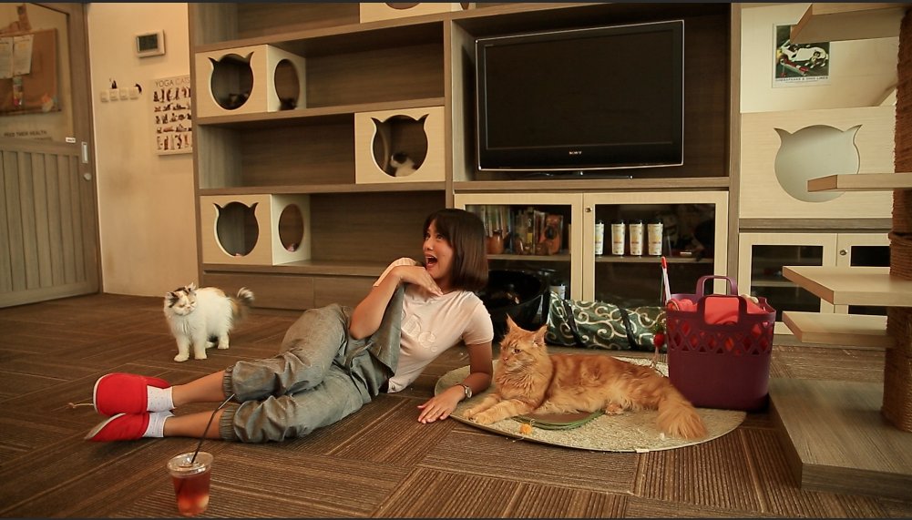 KompasTV's tweet photo. Di @cutiecatscafe kita bisa bermain bersama sekaligus nikmati tingkah polah kucing-kucing lucu. Nonton #WeekendYuk pukul 10.30 WIB https://t.co/DqiDQ8EaBX