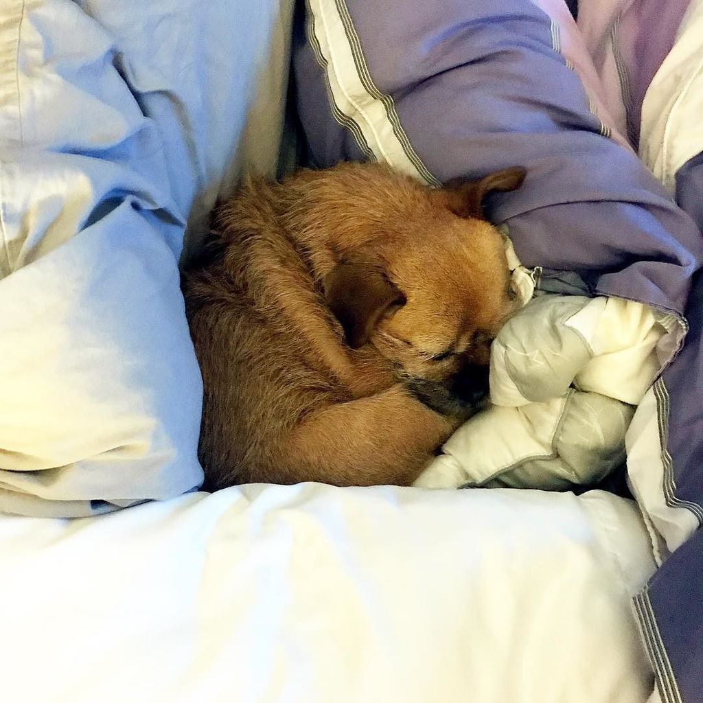 PopPugPeoBlog's tweet photo. Snug as a porkie in a pile of pillows. .
.
.
.
#harriettheporkie #porkie #yorkie #pug #pugs #pugstagram #pugsofins… https://t.co/bUkH4ziiog https://t.co/IjwgucBmAL