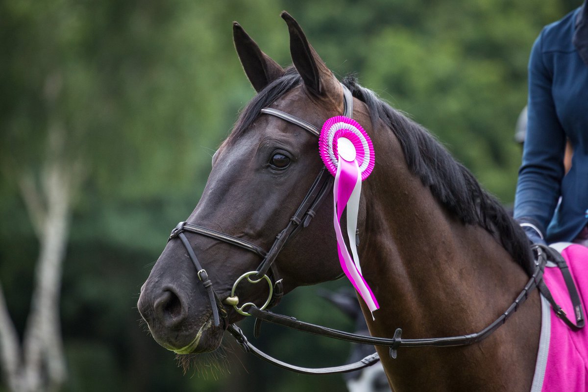 Dinard CSI 5* tweet media