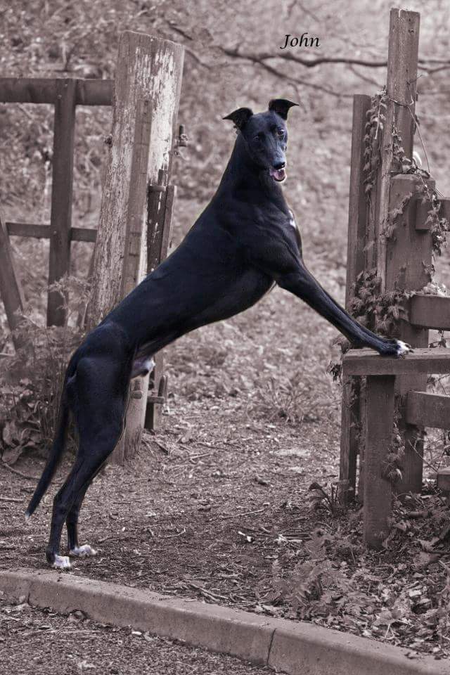 GBGBStaff tweet media