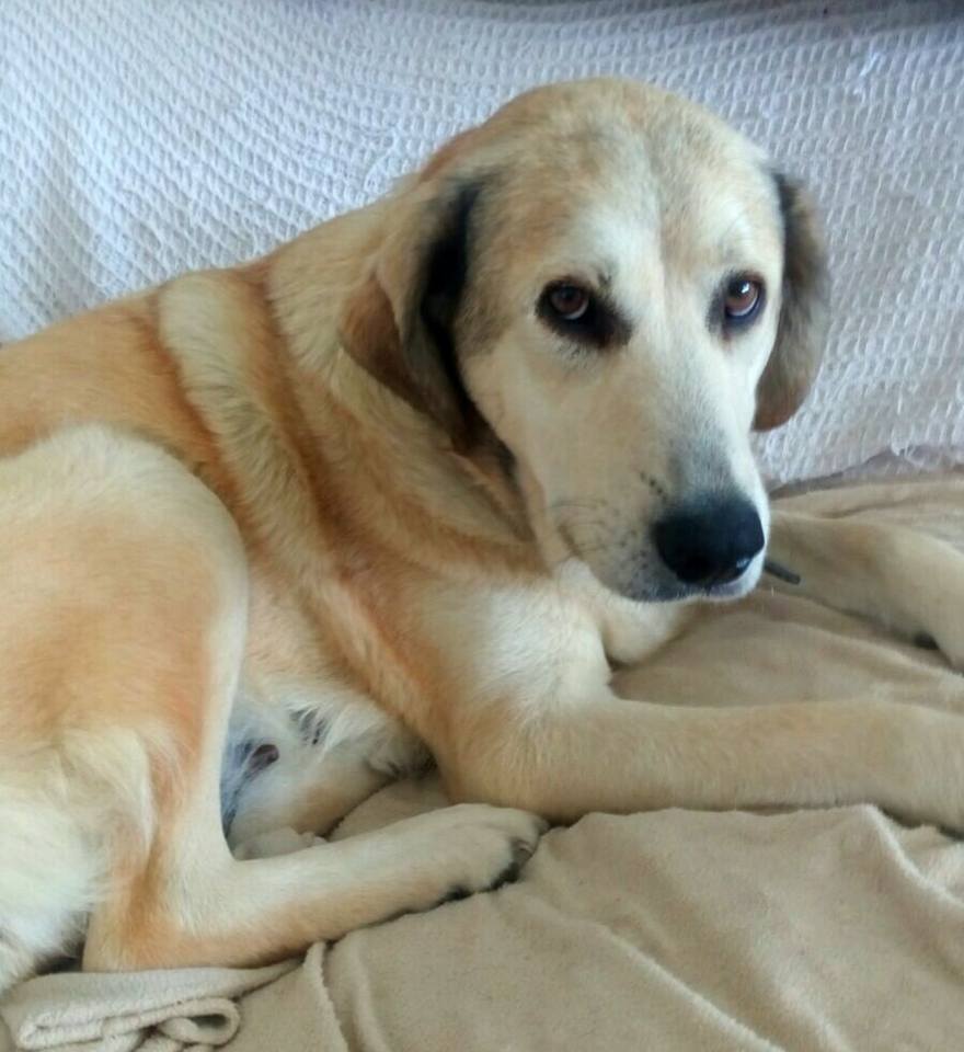 ACOGE A ROMA.Xmastin mediana.D 3/14.En Chiclana.+filaria y leve cojera.Ok perro duda gato.Contacto maskeperros.es o contacto@maskeperros.es