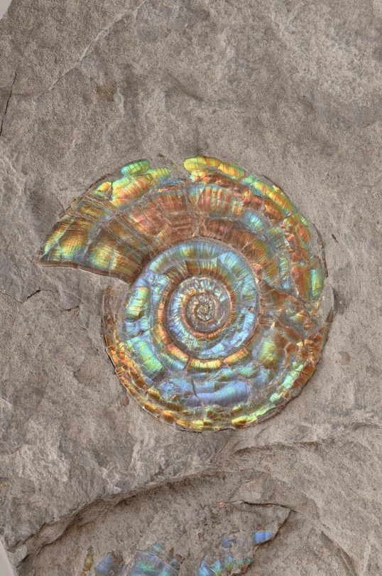 ForeshoreFossil's tweet image. The beauty of Mother Nature and her artistry is simply a rich tapestry of time:
#FossilFriday 
#LoveFossils
#MotherNature 
#Fossils