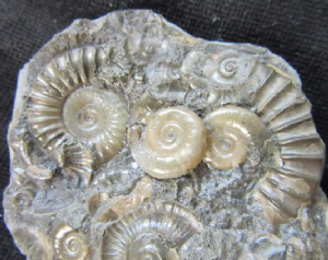 ForeshoreFossil's tweet image. The beauty of Mother Nature and her artistry is simply a rich tapestry of time:
#FossilFriday 
#LoveFossils
#MotherNature 
#Fossils