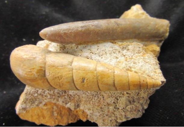 ForeshoreFossil's tweet image. The beauty of Mother Nature and her artistry is simply a rich tapestry of time:
#FossilFriday 
#LoveFossils
#MotherNature 
#Fossils