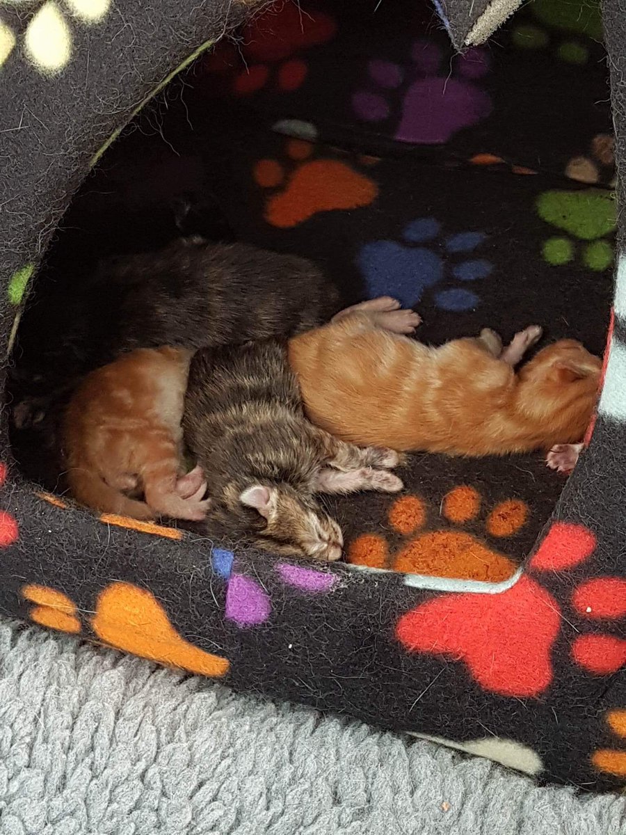 mkcatrescue's tweet photo. On Wednesday we welcomed another 6 bundles of joy into the world... 🐾🌸 #rescuekittens #neuteryourpets #CatsOfTwitter https://t.co/P8ZBbHMACS