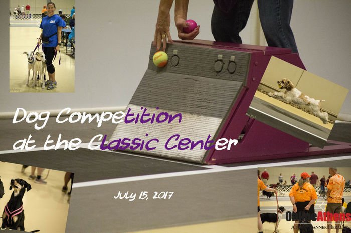 SpottedAthens's tweet photo. "Dog Competition at the @ClassicCenter" photos by Doug Bower https://t.co/JfXi4Epx6A #SpottedAthens #dogs #TheClassicCenter #AthensGA https://t.co/VzniHMRoF4