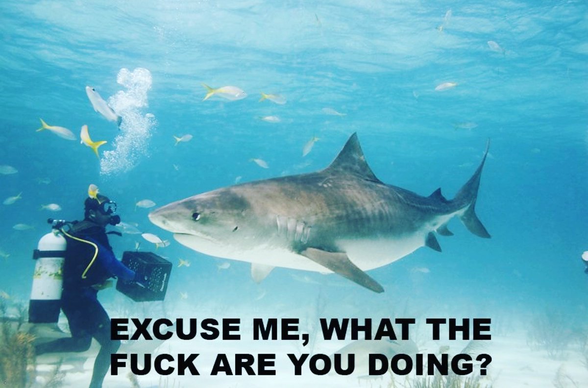 TheLyfeAquatic's tweet image. Nothing, dude....sorry!

#excuseme #everyweekissharkweek #shark #friendsnotfood #ocean #scuba #dive #diving #diver #surf #surfing #surfer