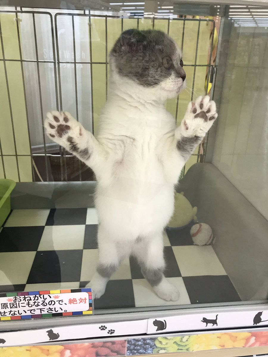 トロピカルファーム北広島店 立派なお腹ぽんぽこりん ๑ ๑ ねこ トロピカルファーム トロピカルファーム北広島店 スコティッシュフォールド ペッツワン カインズホーム カインズホーム北広島店 北広島 こねこ 子猫 トロピカルファーム北広島店 立派なお腹ぽんぽこりん ๑ ๑ ねこ トロピカルファーム トロピカルファーム北広島店 スコティッシュフォールド ペッツワン カインズホーム カインズホーム北広島店 北広島 こねこ 子猫
