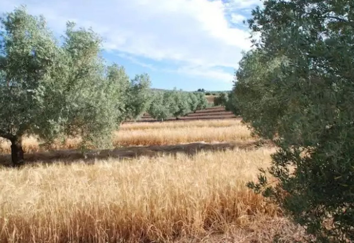 GCjuntaT's tweet photo. Sostenibilidad mediante el cultivo de cebada, Heineken aporta al medioambiente, Lee aquí👉 https://t.co/RShDGfLyPz https://t.co/V6uQt4uJZy