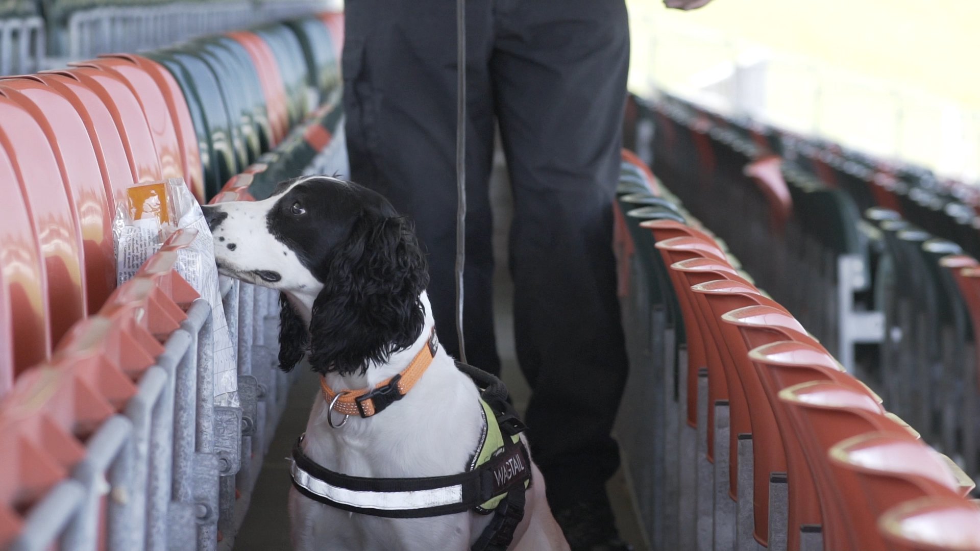 Wagtail UK Detection Dog Handler Courses on Twitter "Our Explosives