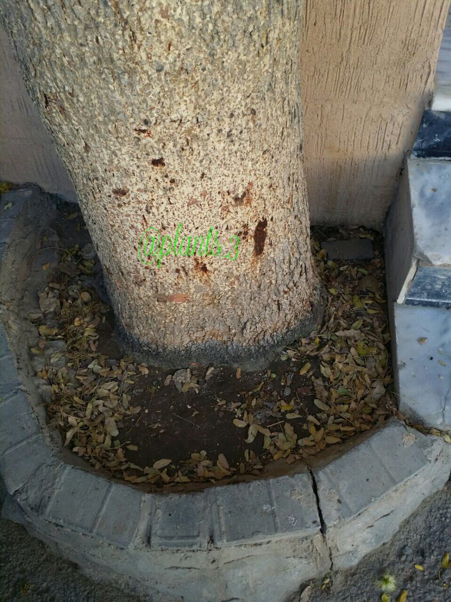 plants_3's tweet photo. شجرة اللبخ (ذقن الباشا)ممتازة في أرصفة المنازل والحدائق العامّة🌳 جذورها
لا تسبب أضرار
#تصويري 
#الحمله_الوطنيه_للتشجير 
#حملة_تشجير_الرياض https://t.co/8fBth64AUv
