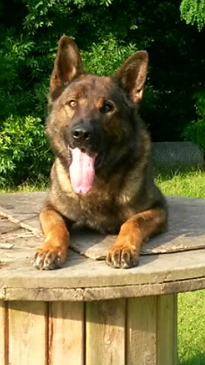 GMPCityCentre's tweet photo. Many kindly asking if the police dog from yesterday's dramatic Ancoats knife &amp; crossbow arrest is OK. Ozzy is fine - thanks for asking https://t.co/5HsGmUsEIu
