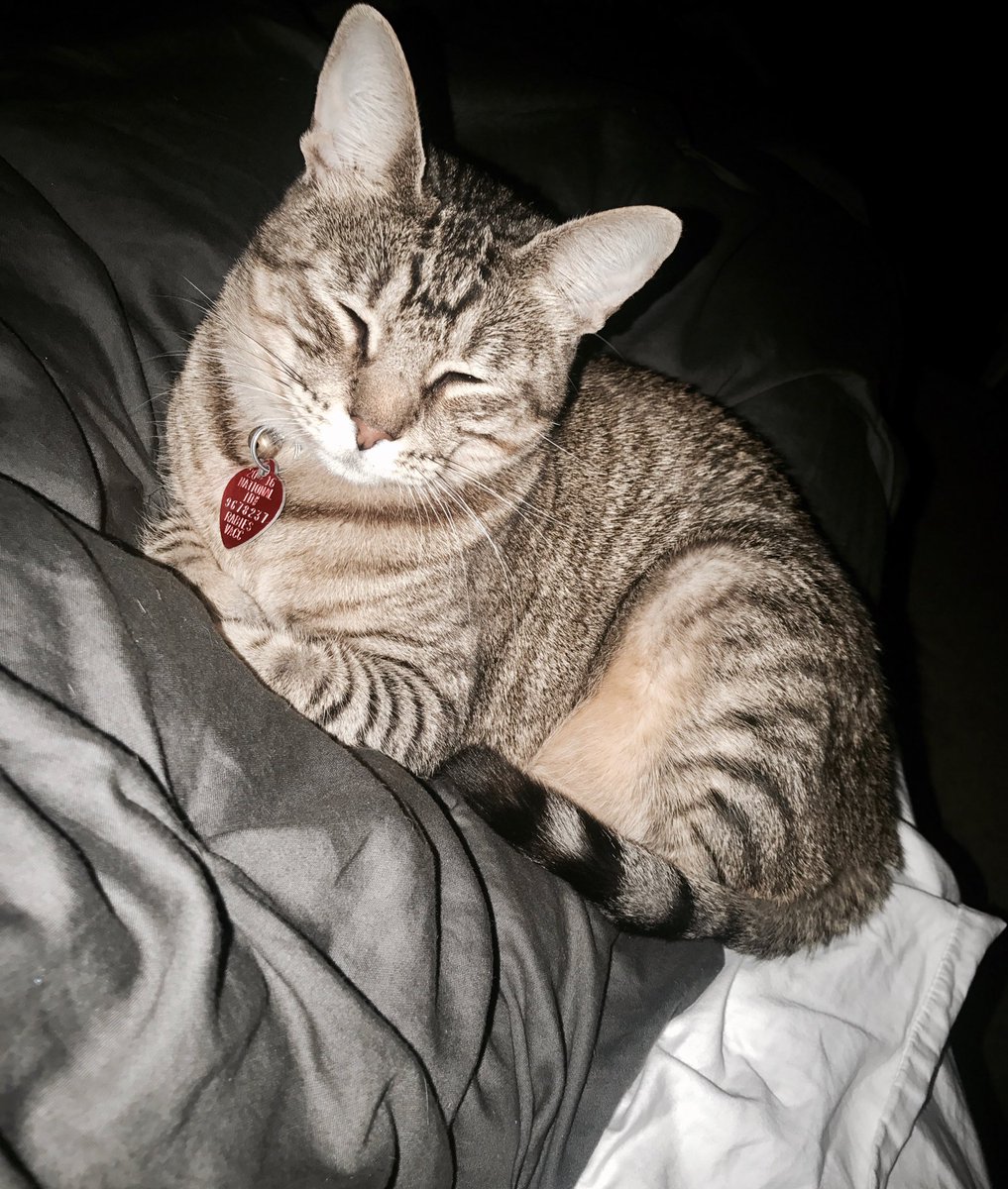 emxnueljxvier's tweet photo. "Y fue por ti que aprendí a querer los gatos" 💛 #chloebear https://t.co/ckMiH5s86D
