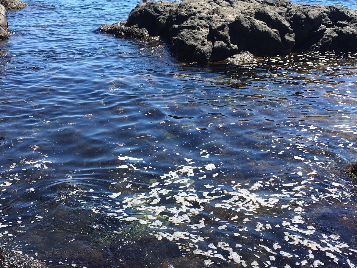 Non è 'schiumazza'. È proprio 'fitinzia'. La lenta uccisione della costa ionico-etnea <a href="/lascalzo/">nunzia scalzo</a> <a href="/AndreaLodato/">Andrea Lodato</a> <a href="/MarioBarresi/">Mario Barresi</a> <a href="/antopiraneo/">antonello piraneo</a>