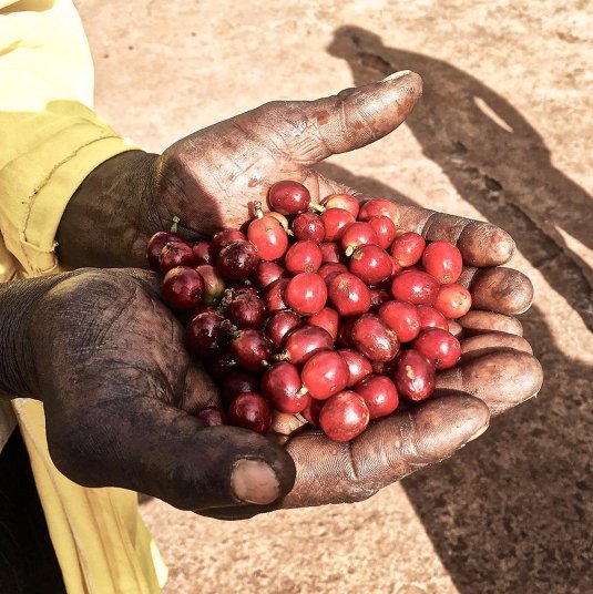 Friday fact of the day: Did you know?This is the amount of coffee cherries needed for one cup of coffee.⠀
⠀
#friday #ristrettocoffeeroasters
