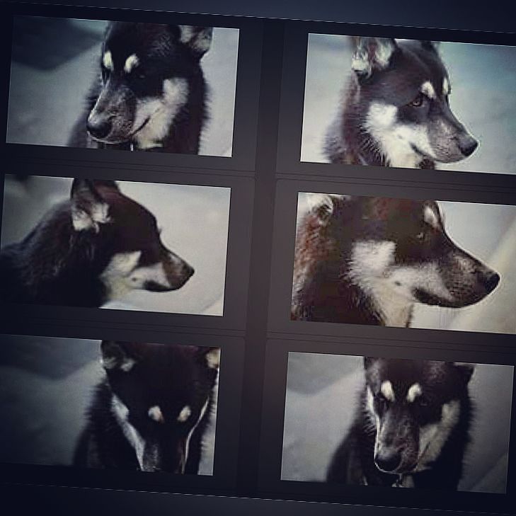 dreamboatonline's tweet image. Casting doggos!⠀
⠀
#casting #dogs #dogcasting #huskie #helios44M #vintagelens #a6000 #sonya6000 #cinematographer #… ift.tt/2v3y5a4