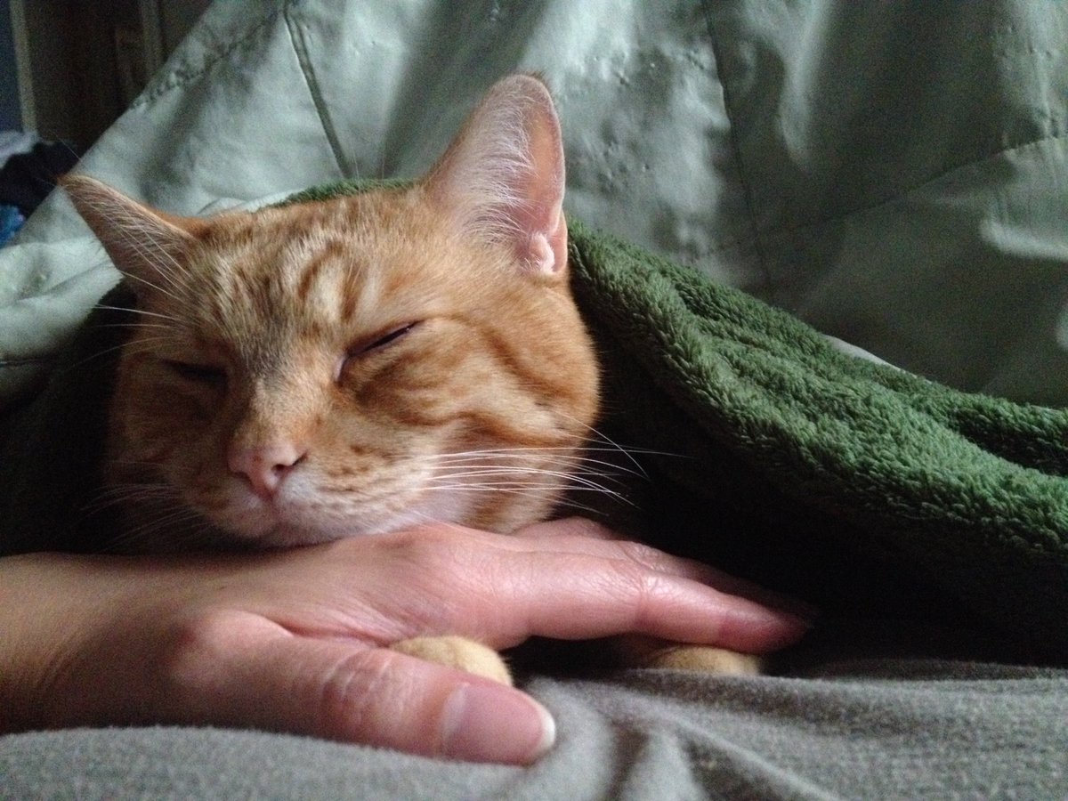 ThrivingCat's tweet image. #CatCold
#SickCat
#KittyCold
Do you have a cat that gets kitty colds with sneezing and runny eyes? Try this! thrivingcat.com/how-to-treat-a…