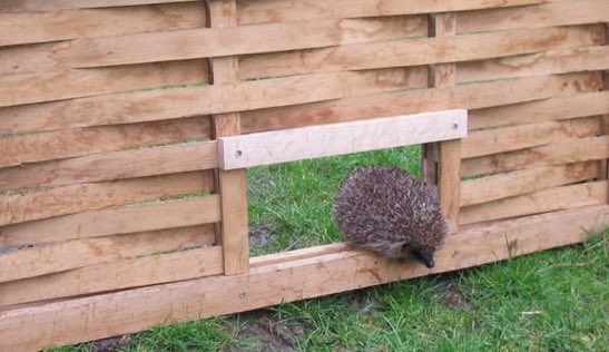 LGSpace's tweet photo. The UK's struggling hedgehogs have large territories - so you can help by creating a hedgehog fence hole! #gardens #wildlife https://t.co/5ZTUTb0qHL