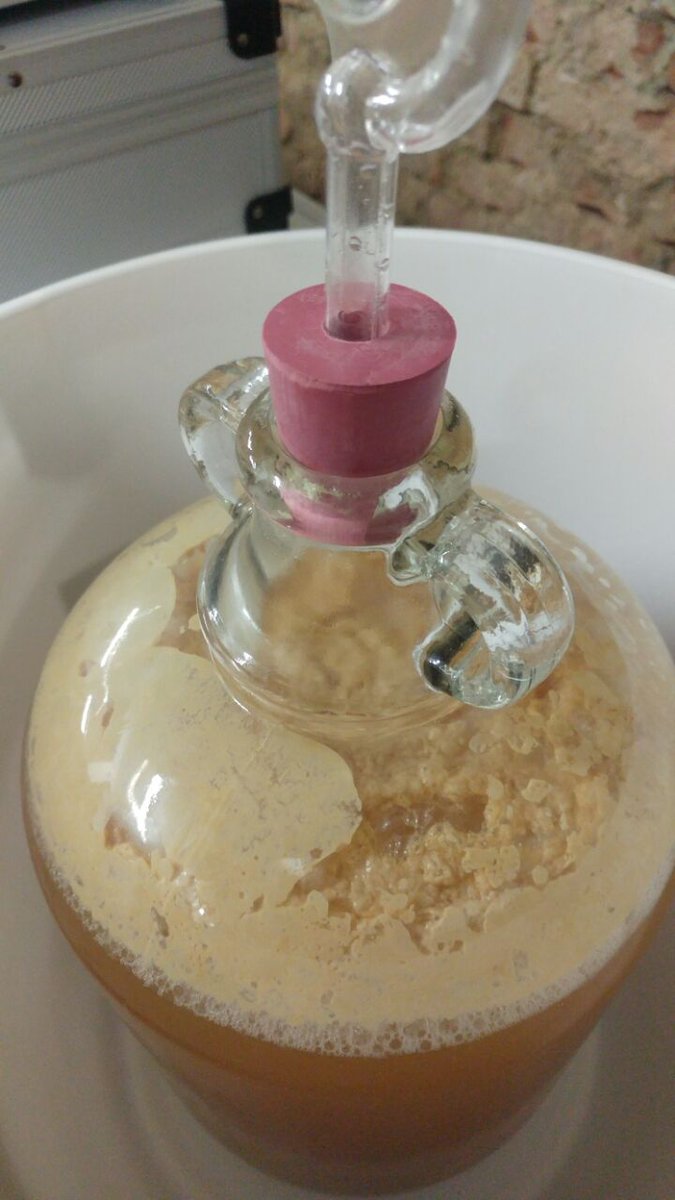 blamefinger's tweet image. Mmmm #yeast