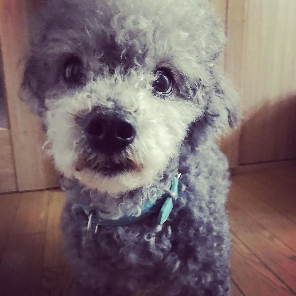 Takeshidoodle's tweet photo. Awaken from a nap #poodle #dog #フォーカスは鼻 #昨日シャンプーしたよ #シャンプー後は暴れん坊 https://t.co/ukod9PaZxJ https://t.co/LSjd3nDf9u
