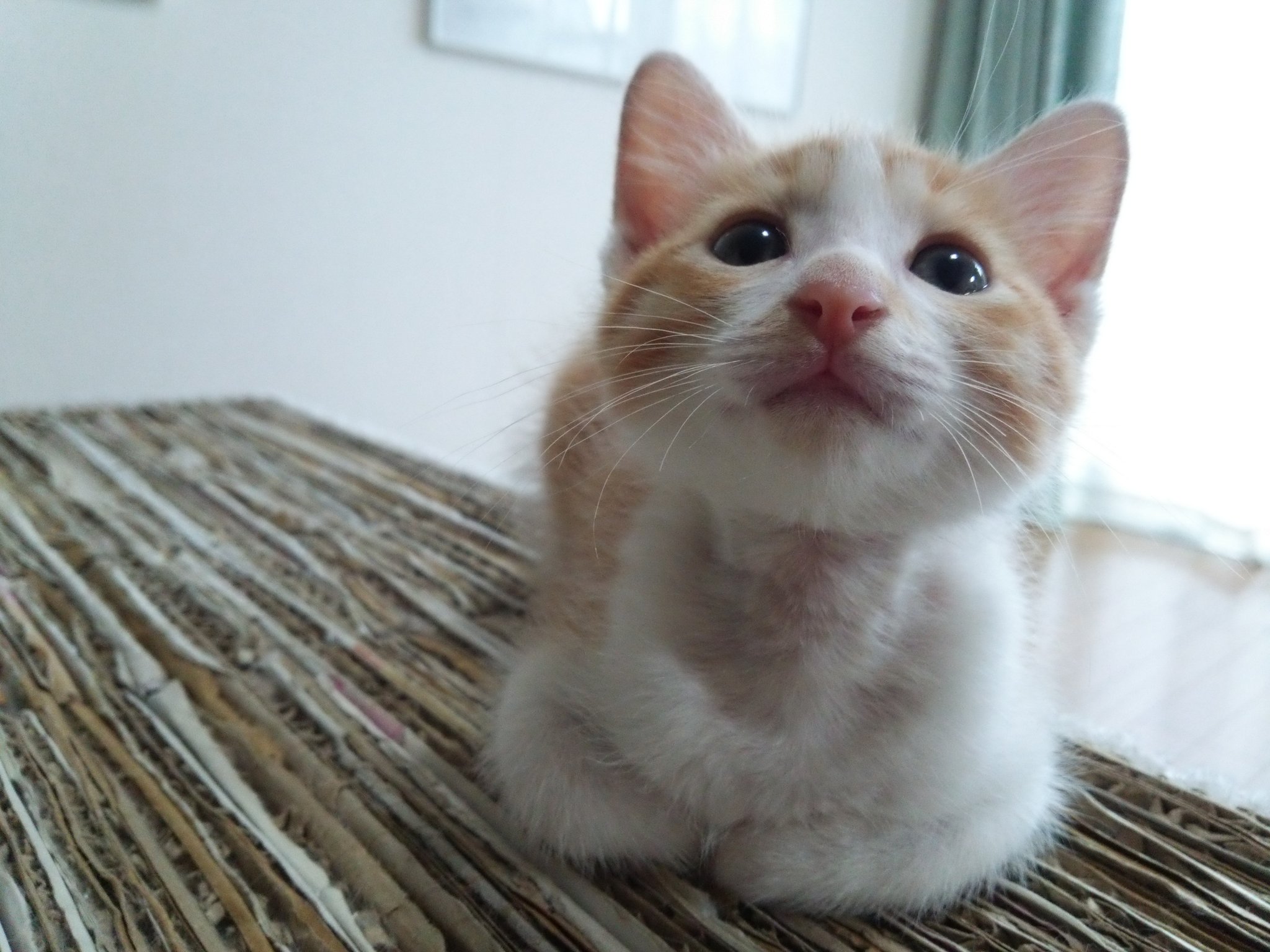 たぬき猫様 u0iukvp0-300x225.png.webp