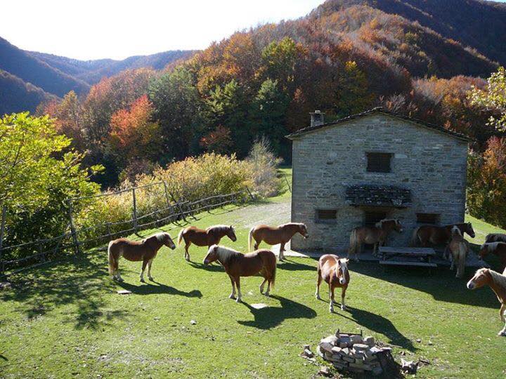 enjoyeventa's tweet photo. Tra le montagne toscane, un luogo senza eguali, tra stelle, buon cibo, musica e albe mozzafiato
https://t.co/hZu68LvRoX https://t.co/gpvJMmlLl5