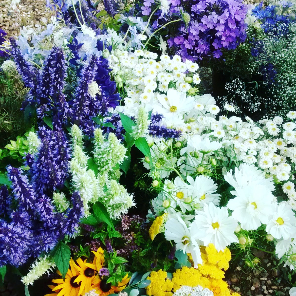 BrambleandYarn's tweet photo. Buckets of #flowers for a DIY #bride #purples #blues #whiteflowers #touchofyellow #britishflowers #norfolkflowers #norfolkcountrygarden https://t.co/qlHlPUST0l
