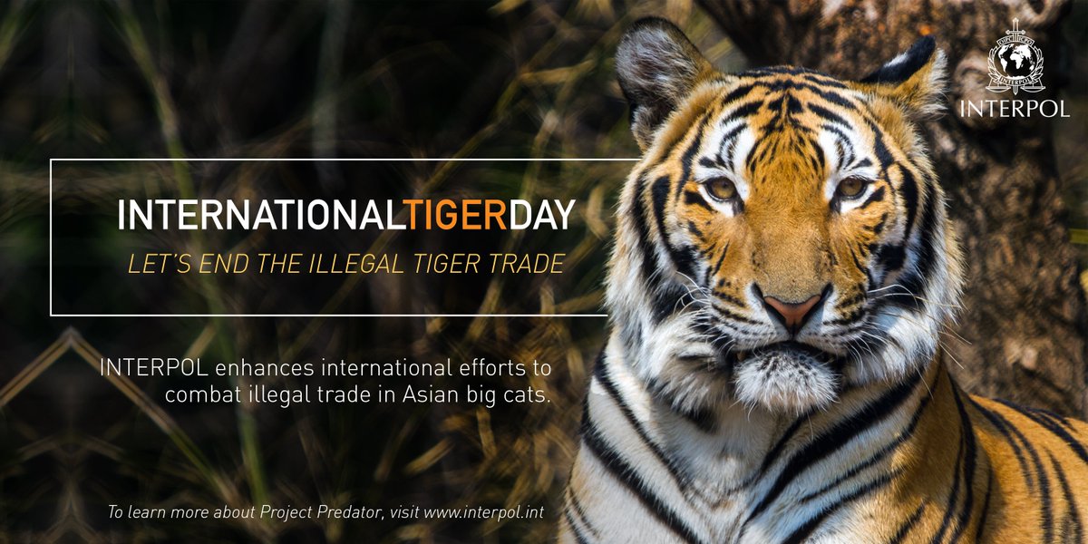 INTERPOL_EC's tweet image. Tomorrow is #InternationalTigerDay! INTERPOL Project Predator combats the illegal tiger trade. More: interpol.int/Crime-areas/En… #GlobalTigerDay