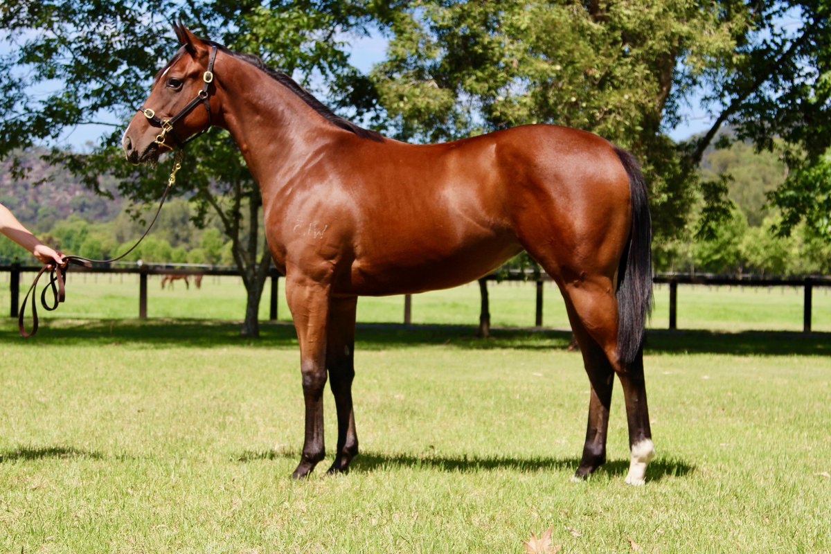 TripleCrownSynd's tweet photo. AVAILABLE NOW! Race this exciting SMART MISSILE filly - his progeny are flying! - With @BBakerRacing > https://t.co/BOuVZ3LSiA https://t.co/vjllvnoSIa