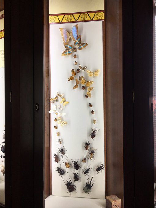 Went to the insectarium today - it was surprisingly beautiful! https://t.co/CMJBaEpgCz<a href="/tag/fisted"class="tags"><span>#fisted</span></a>