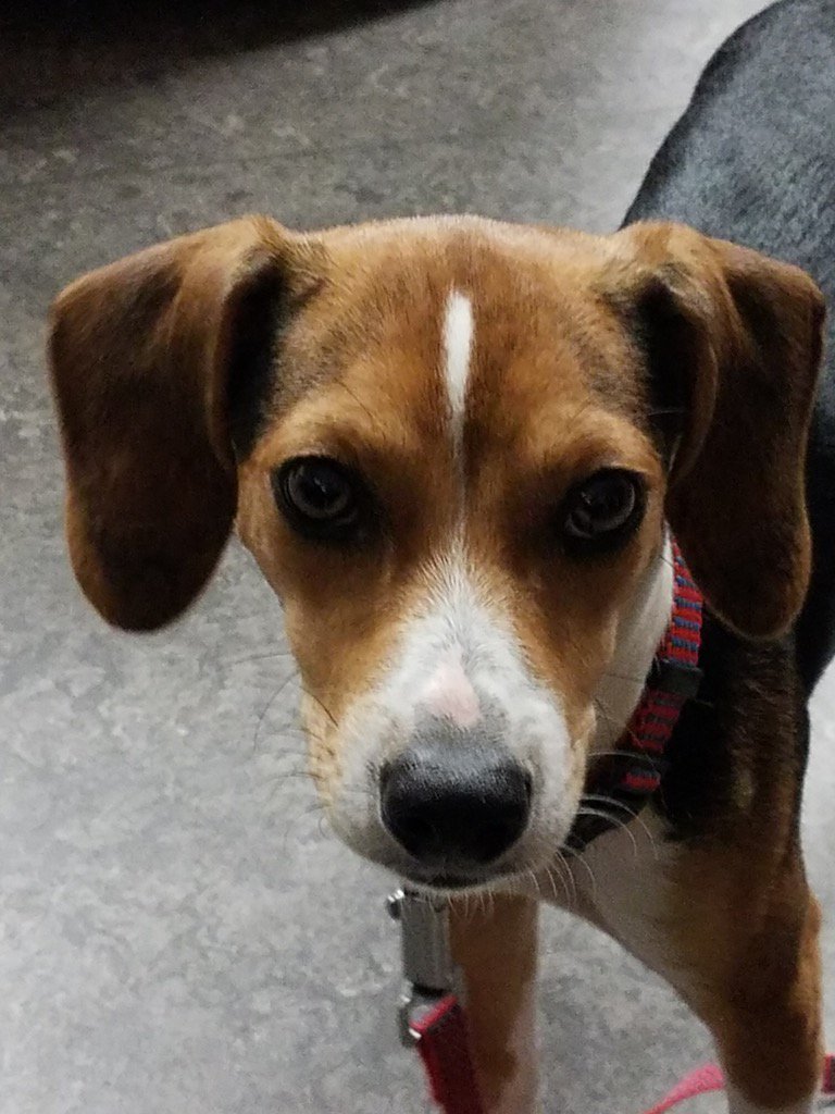 wspolice's tweet image. **Found dog alert** Found in area of Harlem Rd Playground. Please Call 674-228O B4 11 pm