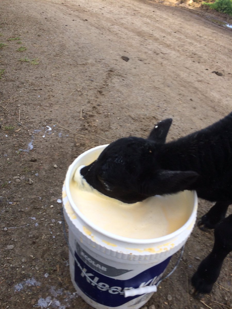My little Angus bull was too hungry to wait for his bottle. Followed me to the dairy and helped himself.  #caring4calves