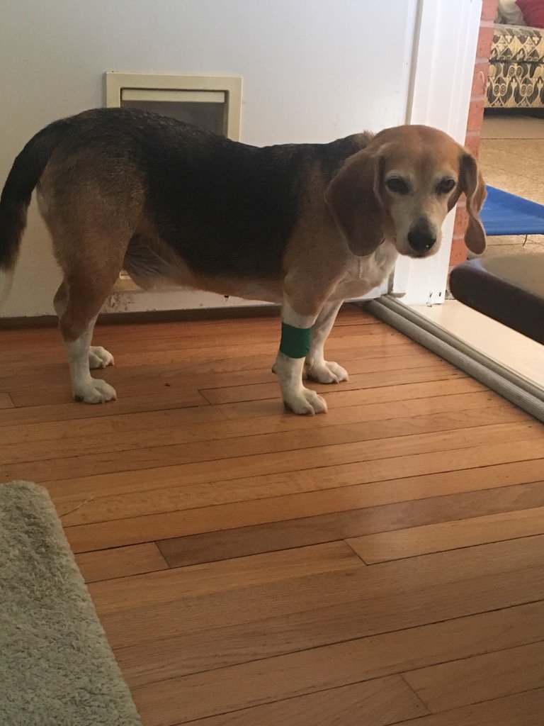 texas_beagles's tweet photo. Chance is back from Vet (with 4 less teeth) and he isn't happy about this don't eat for 2 hour rule. #BeagleProblems https://t.co/YYVRKMdKuZ