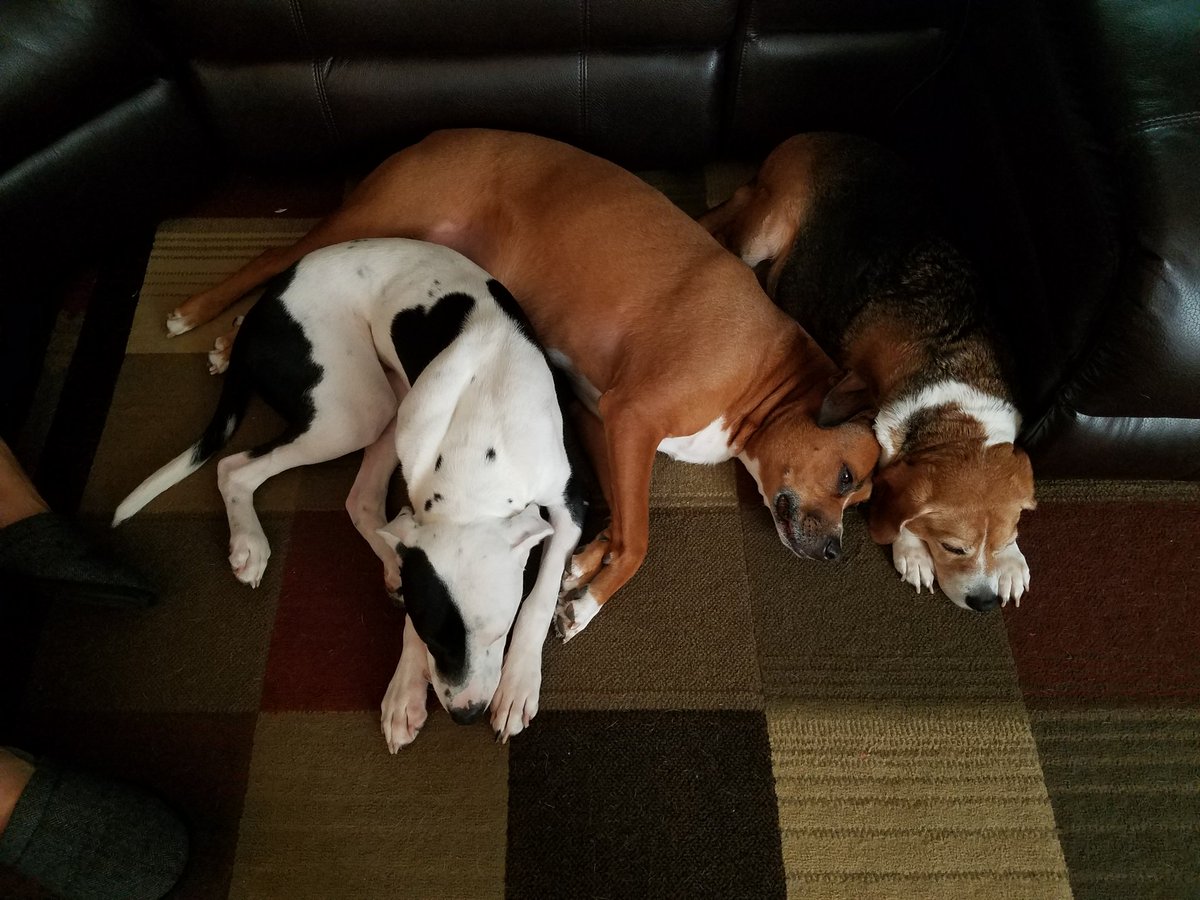 MommyIsBomby's tweet photo. @rickygervais I have 3 of em. My #muttsquad https://t.co/v7Iap9a8NG